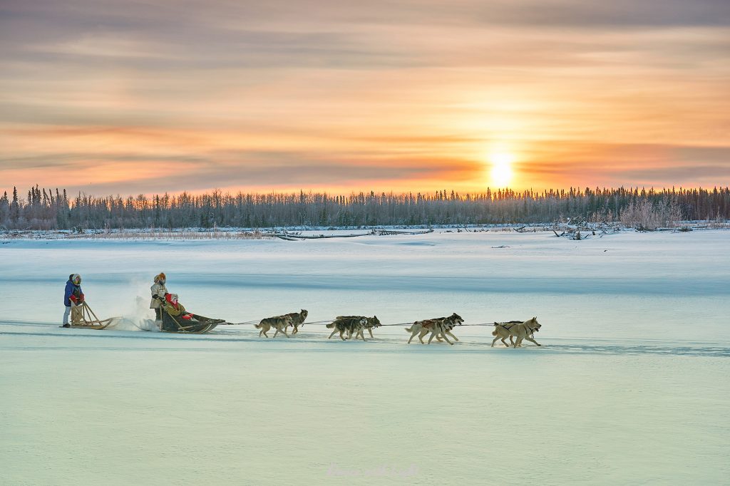 Alaska Husky Sled