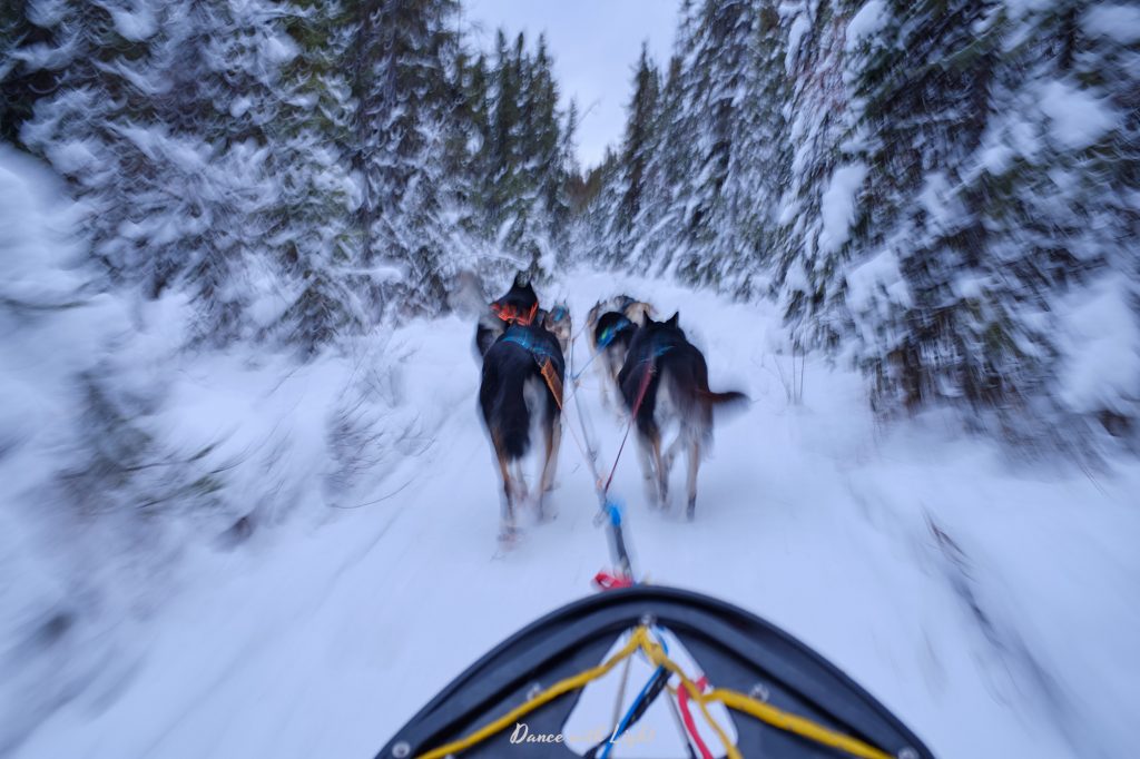 Alaska Husky Sled