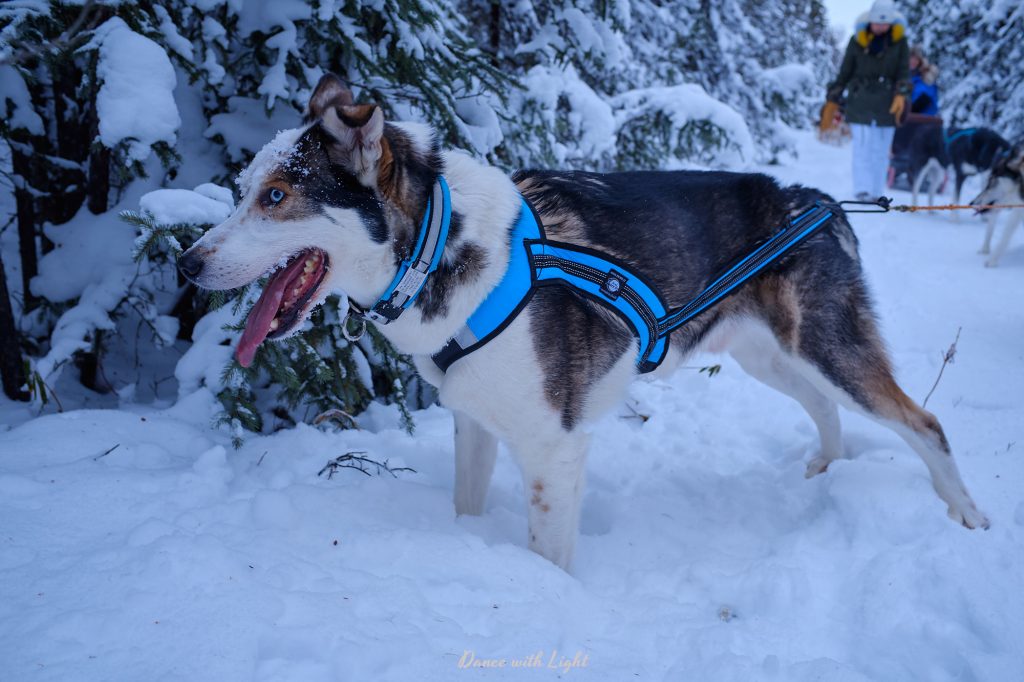 Alaska Husky Sled