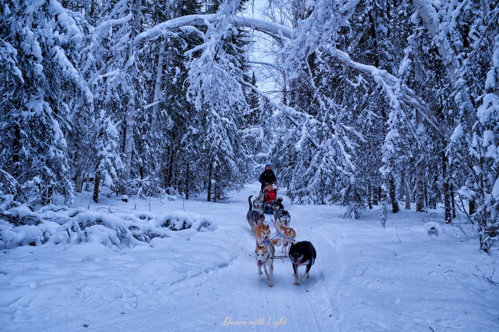 Alaska Husky Sled